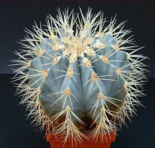 Ferocactus_histrix